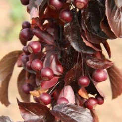 Ornamental Trees Shop -Ornamental Trees Shop TR1207 rollover image 7dc9