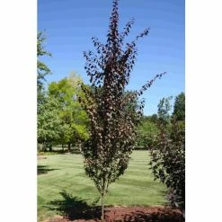 Prunus cerasifera 'Crimson Pointe' | Columnar Cherry Blossom Tree | 12L Pot | 150-180cm | By Frank P Matthews -Ornamental Trees Shop TR1209 add image 1 4d27