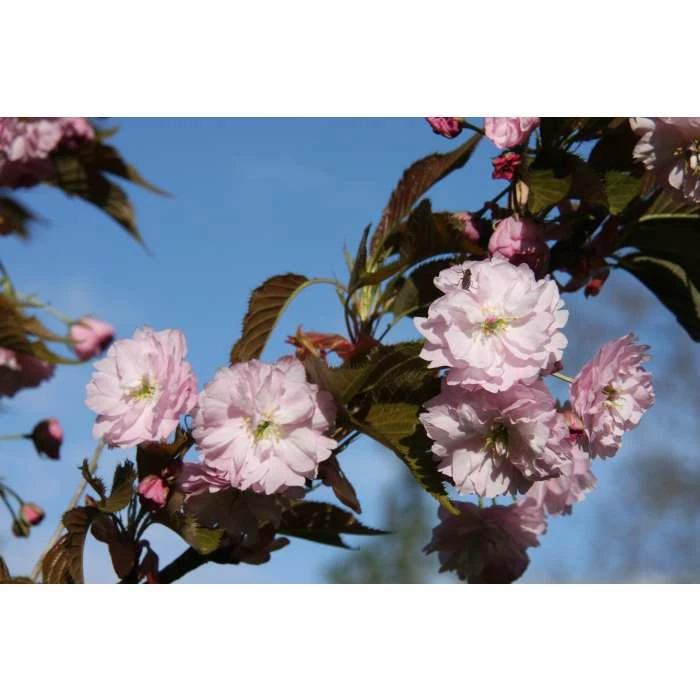 Prunus 'Shirofugen' | Cherry Blossom Tree | 12L Pot | 150-180cm | By Frank P Matthews 4 Prunus 'Shirofugen' | Cherry Blossom Tree | 12L Pot | 150-180cm | By Frank P Matthews - Image 2