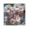 Prunus 'Pink Champagne' | Cherry Blossom Tree | 12L Pot | 150-180cm | By Frank P Matthews 2 Prunus 'Pink Champagne' | Cherry Blossom Tree | 12L Pot | 150-180cm | By Frank P Matthews -Ornamental Trees Shop TR1211 main image 8598