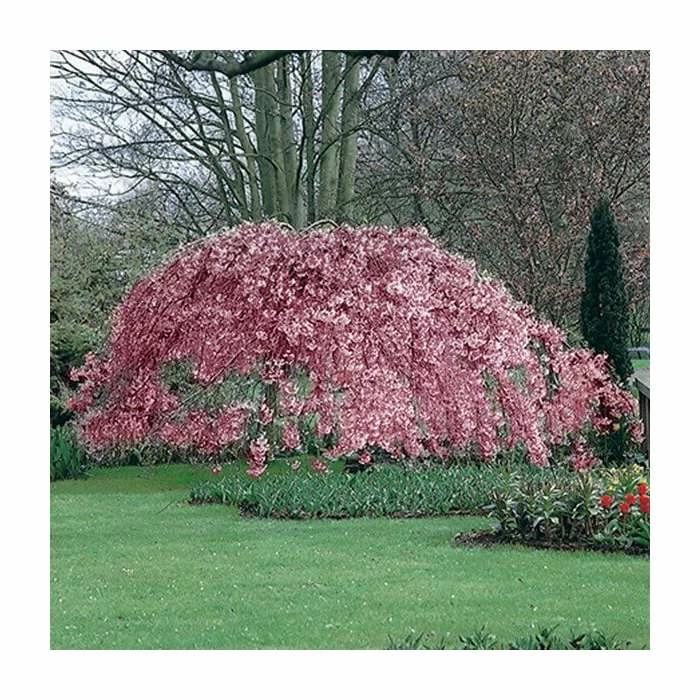 Prunus pendula 'Pendula Rubra' | Weeping Cherry Blossom Tree | 12L Pot | 150-180cm | By Frank P Matthews 6 Prunus pendula 'Pendula Rubra' | Weeping Cherry Blossom Tree | 12L Pot | 150-180cm | By Frank P Matthews - Image 4