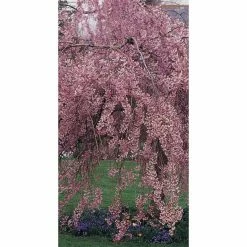 Prunus pendula 'Pendula Rubra' | Weeping Cherry Blossom Tree | 12L Pot | 150-180cm | By Frank P Matthews 11 Prunus pendula 'Pendula Rubra' | Weeping Cherry Blossom Tree | 12L Pot | 150-180cm | By Frank P Matthews -Ornamental Trees Shop TR1213 add image 3 48fc