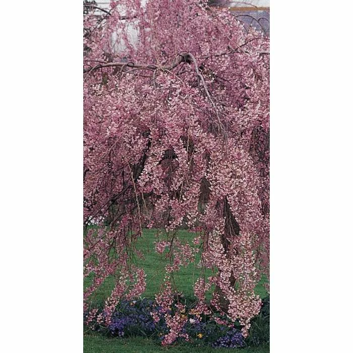 Prunus pendula 'Pendula Rubra' | Weeping Cherry Blossom Tree | 12L Pot | 150-180cm | By Frank P Matthews 7 Prunus pendula 'Pendula Rubra' | Weeping Cherry Blossom Tree | 12L Pot | 150-180cm | By Frank P Matthews - Image 5