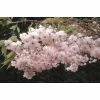 Prunus Pink Parasol | Cherry Blossom Tree | 12L Pot | 150-180cm | By Frank P Matthews -Ornamental Trees Shop TR1214 main image cefb