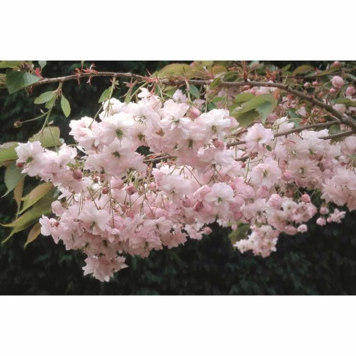 Prunus Pink Parasol | Cherry Blossom Tree | 12L Pot | 150-180cm | By Frank P Matthews 3 Prunus Pink Parasol | Cherry Blossom Tree | 12L Pot | 150-180cm | By Frank P Matthews