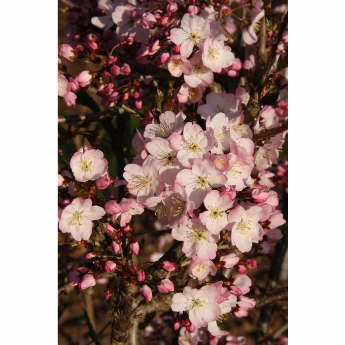 Prunus 'Tiltstone Hellfire' | Cherry Blossom Tree | 12L Pot | 150-180cm | By Frank P Matthews 3 Prunus 'Tiltstone Hellfire' | Cherry Blossom Tree | 12L Pot | 150-180cm | By Frank P Matthews