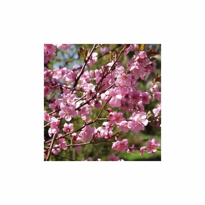 Prunus cerasifera 'Spring Glow' | Cherry Blossom Tree | 12L Pot | 150-180cm | By Frank P Matthews 4 Prunus cerasifera 'Spring Glow' | Cherry Blossom Tree | 12L Pot | 150-180cm | By Frank P Matthews - Image 2