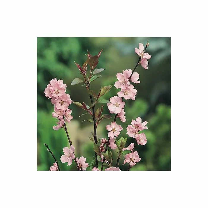 Prunus cerasifera 'Spring Glow' | Cherry Blossom Tree | 12L Pot | 150-180cm | By Frank P Matthews 5 Prunus cerasifera 'Spring Glow' | Cherry Blossom Tree | 12L Pot | 150-180cm | By Frank P Matthews - Image 3