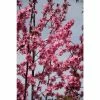 Prunus cerasifera 'Spring Glow' | Cherry Blossom Tree | 12L Pot | 150-180cm | By Frank P Matthews -Ornamental Trees Shop TR1216 main image 586e
