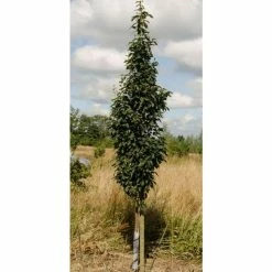 Sorbus alnifolia 'Red Bird' | Rowan Tree | 12L Pot | 150-180cm | By Frank P Matthews