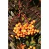 Sorbus ‘Amber Light’ | Rowan Tree | 12L Pot | 150-180cm | By Frank P Matthews 1 Sorbus ‘Amber Light’ | Rowan Tree | 12L Pot | 150-180cm | By Frank P Matthews -Ornamental Trees Shop TR1221 main image 9160