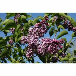 4ft Sensation' Lilac | 7L Pot | Syringa vul 'Sensation'