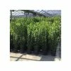 4ft Bay Bush | 5L Pot 2 4ft Bay Bush | 5L Pot -Ornamental Trees Shop TR1229 main image 1135