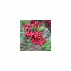 5ft Sorbus vilmorinii 'Pink Charm' | 12L Pot | By Frank P Matthews™ -Ornamental Trees Shop TR1244 add image 1 a14f