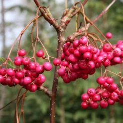 5ft Sorbus vilmorinii 'Pink Charm' | 12L Pot | By Frank P Matthewsâ„¢