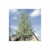 Pyrus calleryana 'Chanticleer' 1 Pyrus calleryana 'Chanticleer' -Ornamental Trees Shop TR1275 main image ec52