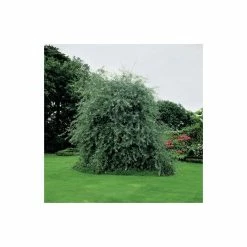 Weeping Pear Tree | Pyrus Salicifolia 'Pendula' -Ornamental Trees Shop TR1276 add image 2 a52c