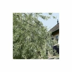 Weeping Pear Tree | Pyrus Salicifolia 'Pendula' -Ornamental Trees Shop TR1276 add image 3 897a