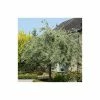 Weeping Pear Tree | Pyrus Salicifolia 'Pendula' -Ornamental Trees Shop TR1276 main image e731