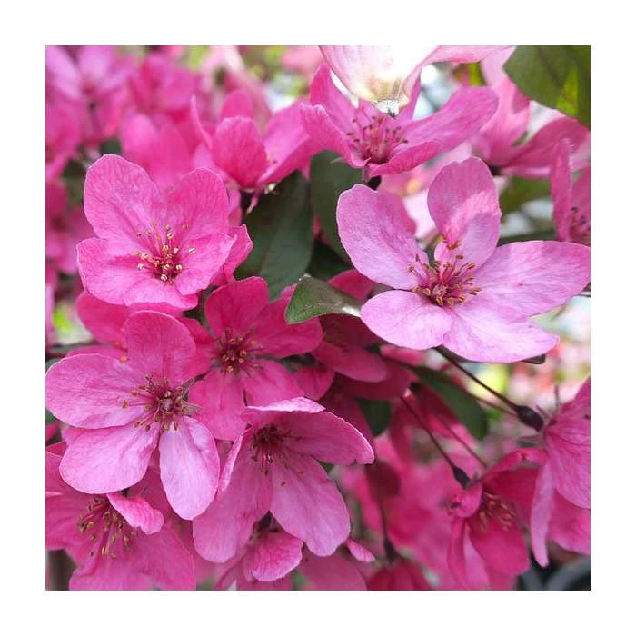 Malus 'Pink Glow' | Crab Apple Tree | Bare Root | 110-140cm 3 Malus 'Pink Glow' | Crab Apple Tree | Bare Root | 110-140cm