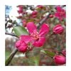 Malus 'Royal Beauty' | Purple Weeping Crab Apple Tree | Bare Root | 110-140cm -Ornamental Trees Shop TR1325 main image f431