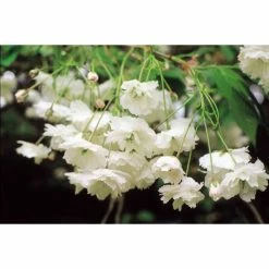 Prunus avium 'Plena' | Cherry Blossom Tree 7 Prunus avium 'Plena' | Cherry Blossom Tree -Ornamental Trees Shop TR1328 add image 1 c75b