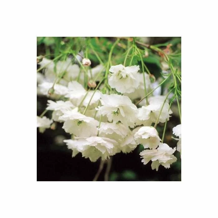 Prunus avium 'Plena' | Cherry Blossom Tree 4 Prunus avium 'Plena' | Cherry Blossom Tree - Image 2