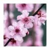 Prunus × blireana | Flowering Plum Tree | Bare Root | 110-140cm 1 Prunus × blireana | Flowering Plum Tree | Bare Root | 110-140cm -Ornamental Trees Shop TR1329 main image 85e3