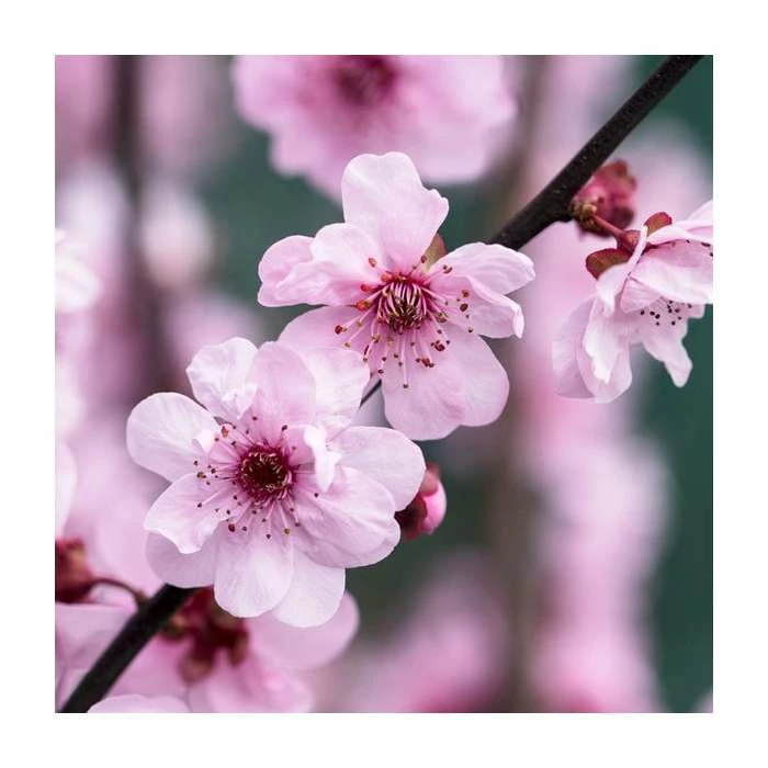 Prunus × blireana | Flowering Plum Tree | Bare Root | 110-140cm 3 Prunus × blireana | Flowering Plum Tree | Bare Root | 110-140cm