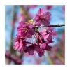 Prunus 'Collingwood Ingram' | Cherry Blossom Tree | Bare Root | 110-140cm -Ornamental Trees Shop TR1330 main image 14e0