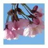 Prunus 'Pink Shell' | Cherry Blossom Tree | Bare Root | 110-140cm -Ornamental Trees Shop TR1332 main image 3fcb