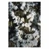Prunus 'Snow Showers' | Cherry Blossom Tree 2 Prunus 'Snow Showers' | Cherry Blossom Tree -Ornamental Trees Shop TR1335 main image 6bd1