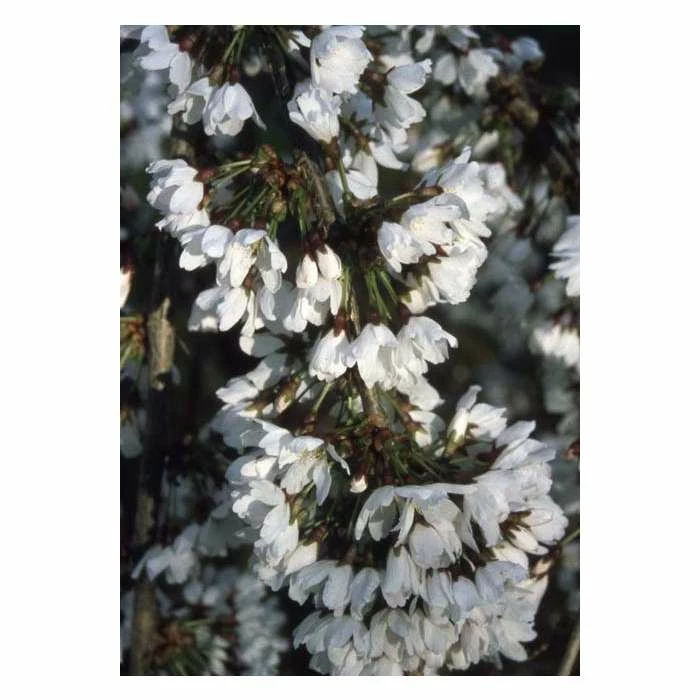 Prunus 'Snow Showers' | Cherry Blossom Tree 3 Prunus 'Snow Showers' | Cherry Blossom Tree