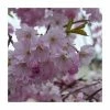 Prunus 'Spire' | Upright Cherry Blossom Tree | Bare Root | 110-140cm -Ornamental Trees Shop TR1336 main image 1ba4