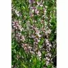 Prunus tenella 'Fire Hill' | Flowering Almond Tree | Bare Root | 110-140cm -Ornamental Trees Shop TR1338 main image 192e