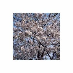 Prunus yedoensis 'Shidare Yoshino' | Cherry Blossom Tree 13 Prunus yedoensis 'Shidare Yoshino' | Cherry Blossom Tree -Ornamental Trees Shop TR1339 add image 3 19fa