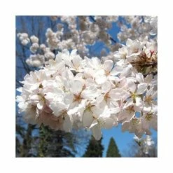 Prunus yedoensis 'Shidare Yoshino' | Cherry Blossom Tree 14 Prunus yedoensis 'Shidare Yoshino' | Cherry Blossom Tree -Ornamental Trees Shop TR1339 add image 4 5161