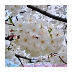 Prunus yedoensis 'Shidare Yoshino' | Cherry Blossom Tree 15 Prunus yedoensis 'Shidare Yoshino' | Cherry Blossom Tree -Ornamental Trees Shop TR1339 add image 5 68c0