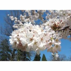 Prunus yedoensis 'Shidare Yoshino' | Cherry Blossom Tree 16 Prunus yedoensis 'Shidare Yoshino' | Cherry Blossom Tree -Ornamental Trees Shop TR1339 add image 6 2428