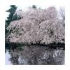 Prunus yedoensis 'Shidare Yoshino' | Cherry Blossom Tree -Ornamental Trees Shop TR1339 main image 1c69