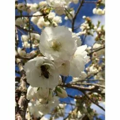 Prunus 'Shirotae' | Cherry Blossom Tree -Ornamental Trees Shop TR1340 add image 1 babe