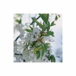 Prunus 'Shirotae' | Cherry Blossom Tree -Ornamental Trees Shop TR1340 add image 2 818c
