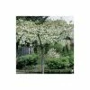 Prunus 'Shirotae' | Cherry Blossom Tree 1 Prunus 'Shirotae' | Cherry Blossom Tree -Ornamental Trees Shop TR1340 main image d494