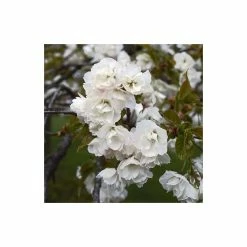 Prunus 'Shirotae' | Cherry Blossom Tree -Ornamental Trees Shop TR1340 rollover image c739