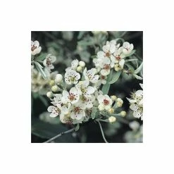 Pyrus salicifolia 'Pendula' Tree | Weeping Silver Pear Tree | Bare Root | 110-140cm -Ornamental Trees Shop TR1341 add image 4 6de1