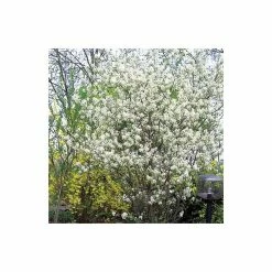 Amelanchier canadensis | Serviceberry Tree | Bare Root | 110-140cm -Ornamental Trees Shop TR1344 add image 2 9567