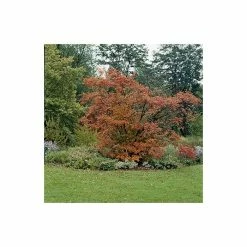 Amelanchier canadensis | Serviceberry Tree | Bare Root | 110-140cm -Ornamental Trees Shop TR1344 add image 3 4865