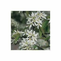 Amelanchier canadensis | Serviceberry Tree | Bare Root | 110-140cm -Ornamental Trees Shop TR1344 add image 4 dd9e