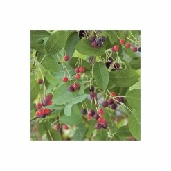 Amelanchier canadensis | Serviceberry Tree | Bare Root | 110-140cm -Ornamental Trees Shop TR1344 add image 5 b860