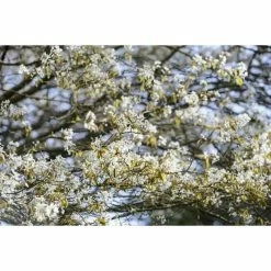 Amelanchier canadensis | Serviceberry Tree | Bare Root | 110-140cm -Ornamental Trees Shop TR1344 add image 6 f6bf